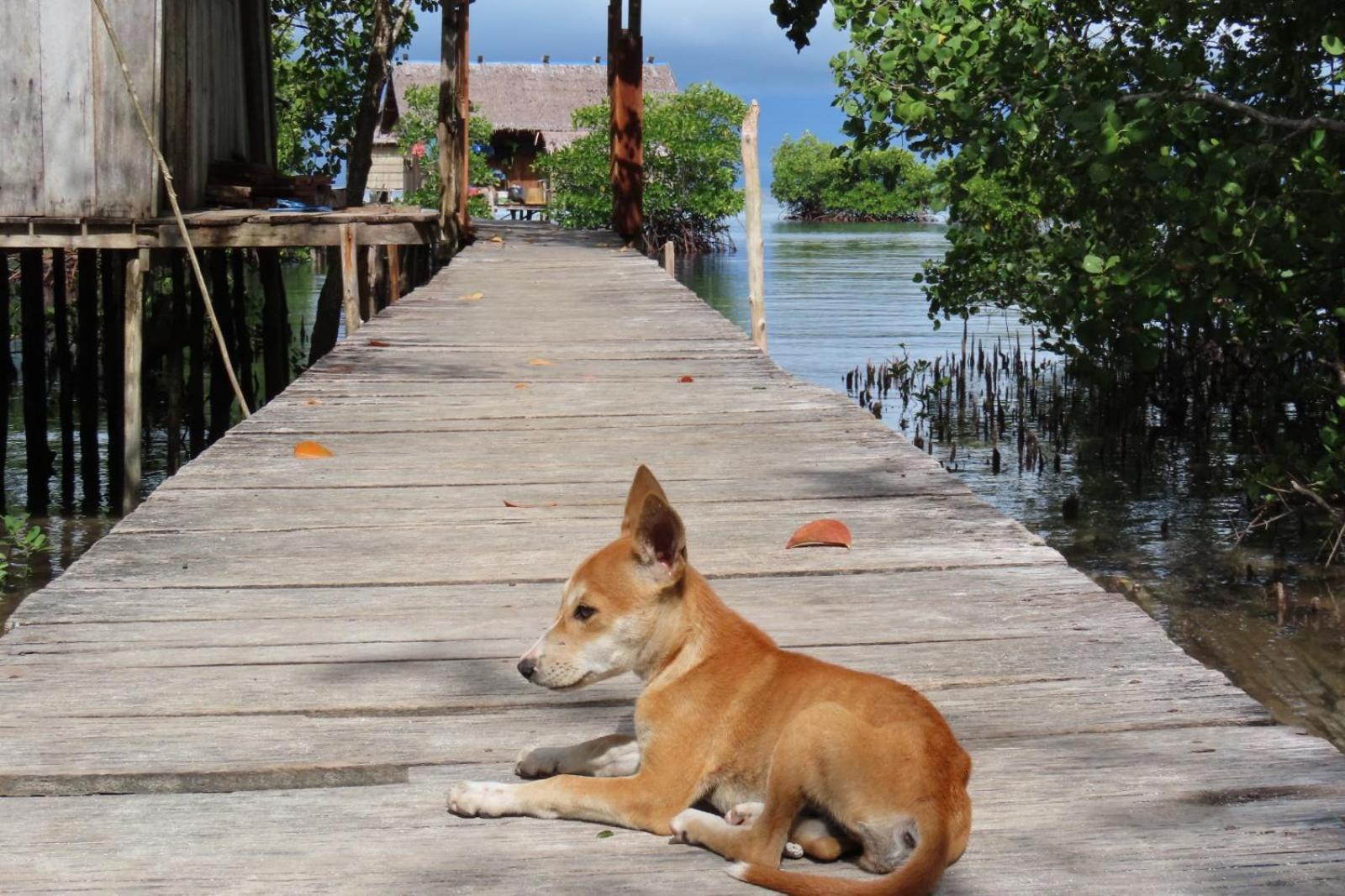 Besir Nyanse Homestay - Raja Ampat מראה חיצוני תמונה